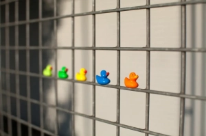 MAGNETEN - DUCK - SET VAN 5 
