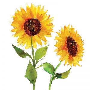 TWO SUNFLOWERS 33X33 